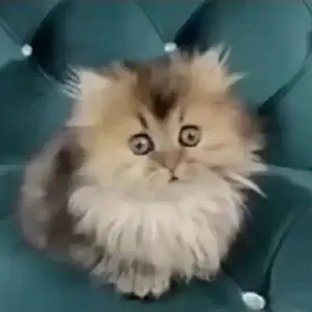 Timurchik_One1's tweet photo. Cat https://t.co/kNvVPu5sJR