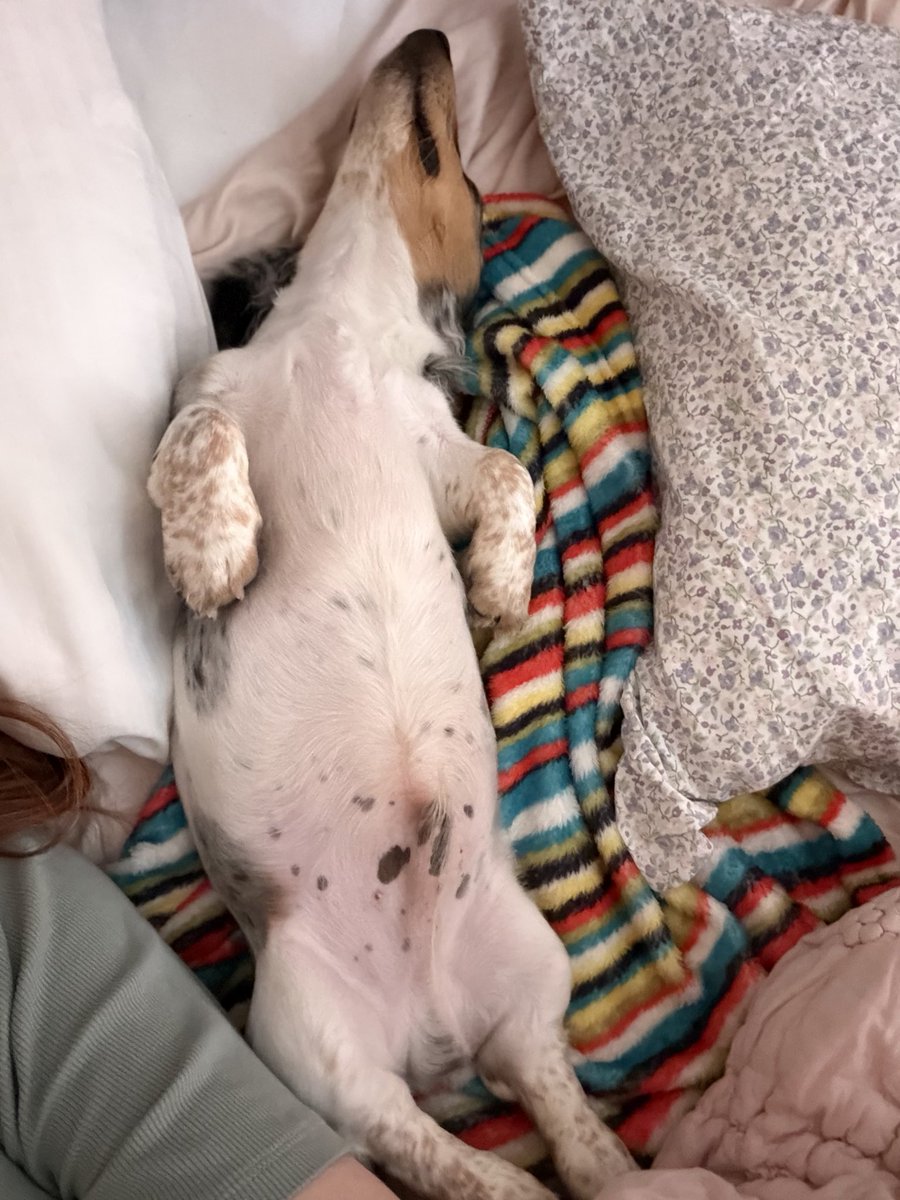 RNGingy's tweet photo. Does anyone else’s dog only sleep on their back? Beans sleeps like this all the time. https://t.co/w4lWLMPuaR
