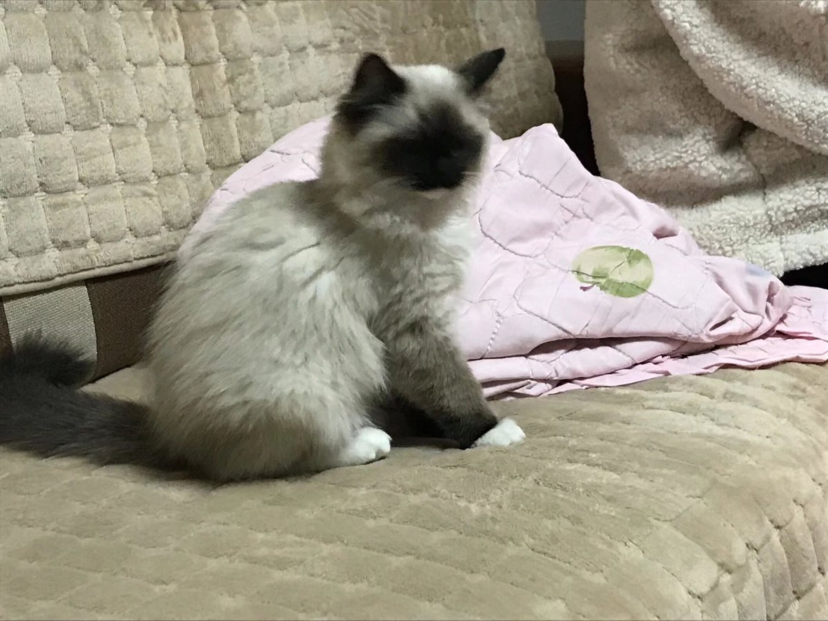 Treemiu22_'s tweet photo. 我的照片里好多咪咪🥰 https://t.co/HyloJyEXVN