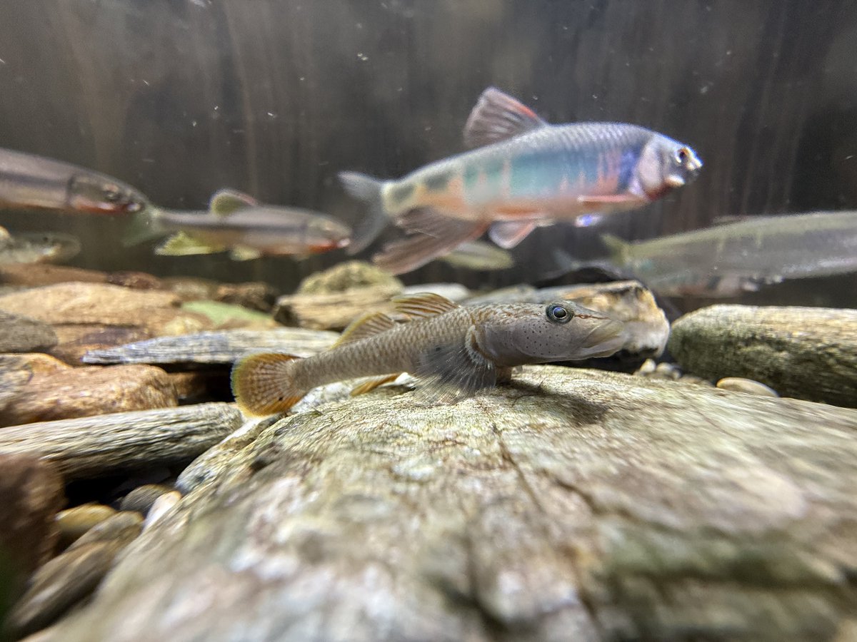 6qmCmt's tweet photo. こちら、カワヨシノボリ（おそらく）でございます #日本淡水魚 #日淡 https://t.co/L8Pg5fdJvw