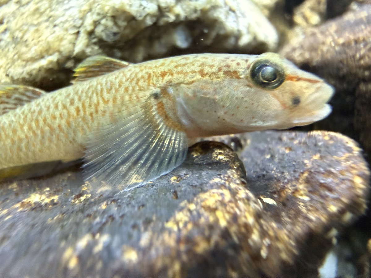 6qmCmt's tweet photo. こちら、カワヨシノボリ（おそらく）でございます #日本淡水魚 #日淡 https://t.co/L8Pg5fdJvw