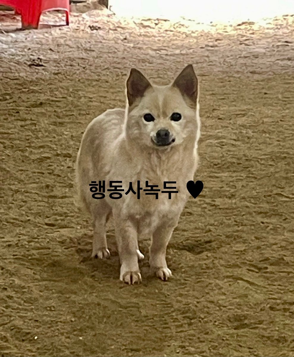 bokdolhihi's tweet photo. 잘가 녹두야. 훨훨 날아가. 열다섯살 녹두. 13년 그 긴 시간을 쉼터에서 씩씩하게 지낸 녹두. 예쁜 녹두. 우리 다같이 또 만나쟈. 그땐 맛난 냠냠 잔뜩 줄게. https://t.co/8du32H33G0