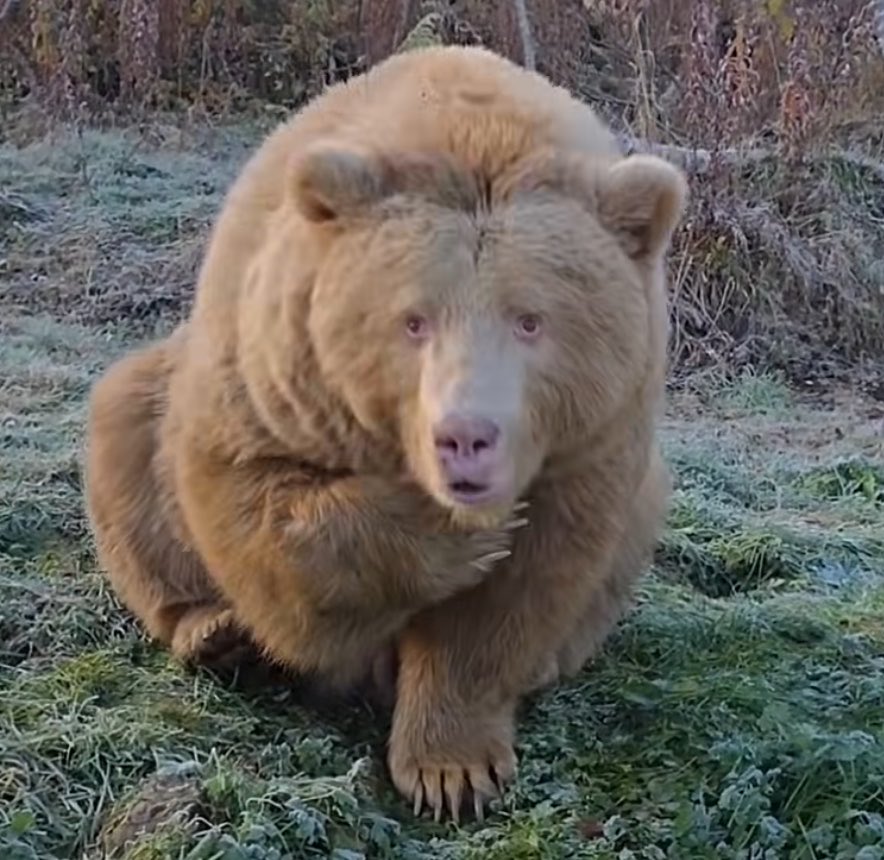 courtdykelot's tweet photo. i’ve fallen in love with salt the albino bear from norway. her joy is radiant https://t.co/jRWvwSfsG2