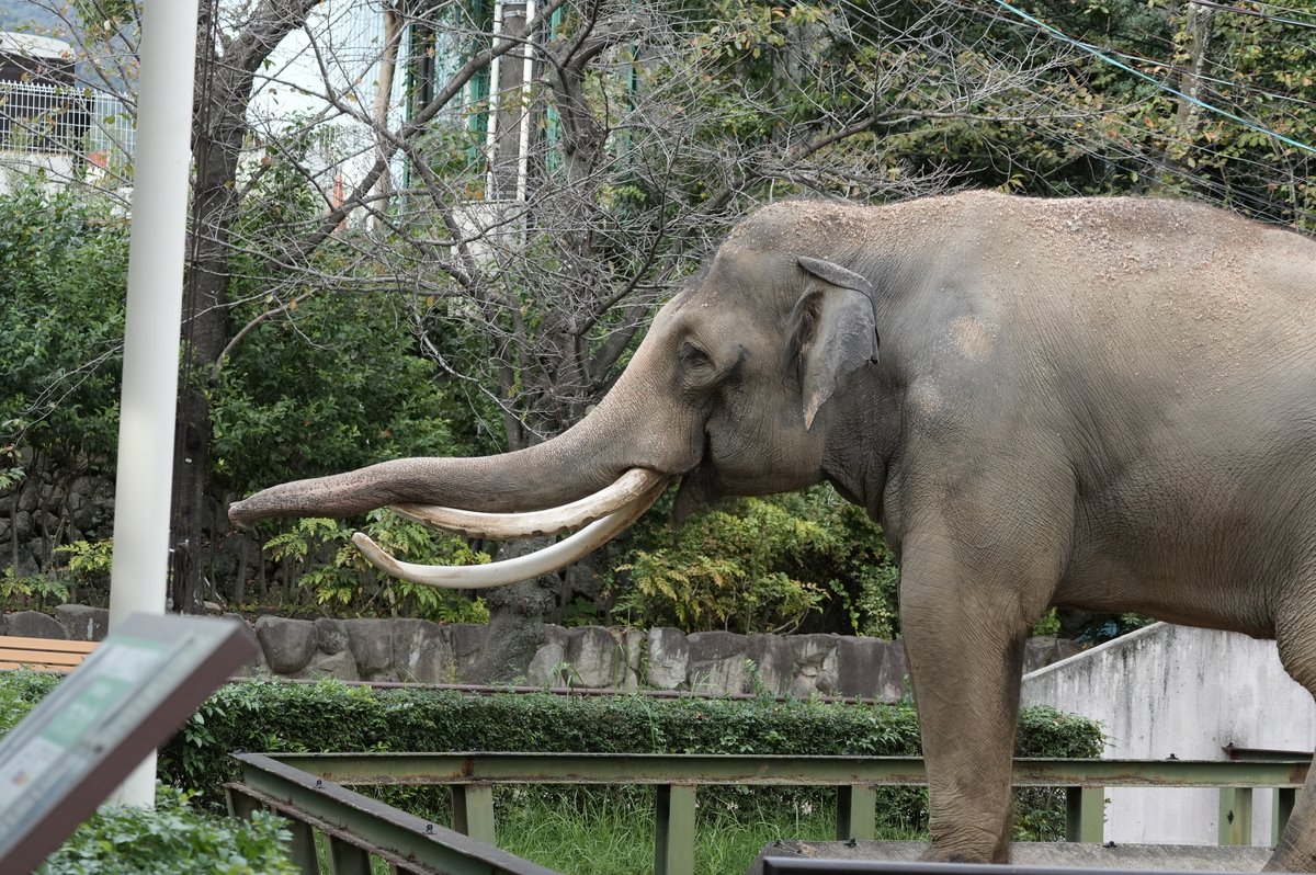 IloveArunboy's tweet photo. 昼下がり
来園者側を向いて誰かに挨拶してたマック

高齢男性でおそらく元飼育員さんだったと思われます

嬉しそうなマックの表情とその男性の間に
優しい空気が流れてました。

#マック https://t.co/SHRGoyP1sw