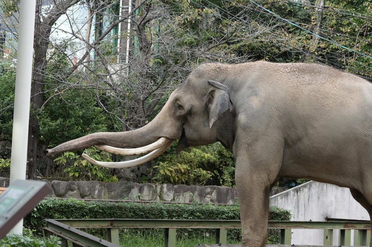 IloveArunboy's tweet photo. 昼下がり
来園者側を向いて誰かに挨拶してたマック

高齢男性でおそらく元飼育員さんだったと思われます

嬉しそうなマックの表情とその男性の間に
優しい空気が流れてました。

#マック https://t.co/SHRGoyP1sw