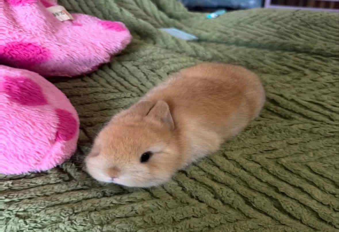 majidawan764334's tweet photo. I wish I could become a little bunny bug, do nothing, and then humans would see me and say, "So cute!" https://t.co/28uvDN9lKr