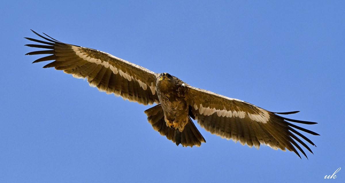 pssudaykiran's tweet photo. Steppe Eagle
#IndiAves #dailypic #ThePhotoHour #nature #nikonphotography #nikonindia #nikonz50ii #natgeoindia #BBCWildlifePOTD #birds #birding #BirdsSeenIn2026 #TwitterNatureCommunity #birdphotography #hobby @IndiAves @ThePhotoHour @NikonIndia @NatGeoIndia @AMAZlNGNATURE https://t.co/aKmgFt59CW