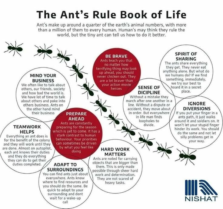 BookBriefsHQ's tweet photo. The Ant's Rule Book of Life https://t.co/mx6TyveXms