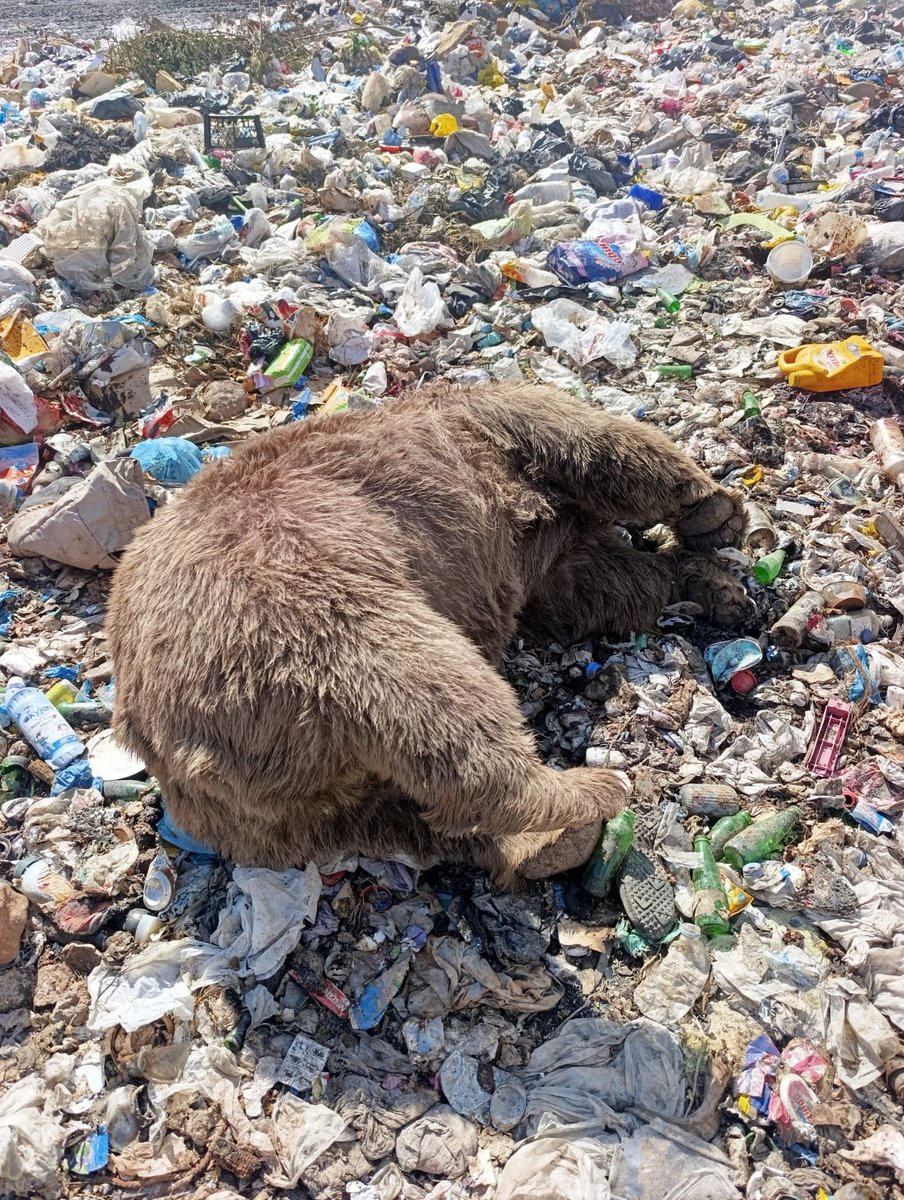 gencinsesi1's tweet photo. Bingöl’de 3 boz ayı ölü bulundu

 BİNGÖL’ün Kiğı ilçesinde çöplükte 3 boz ayı silahla vurulmuş halde ölü bulundu. 

Kiğı ilçesindeki katı atık depolama tesisinde, yiyecek bulmak amacıyla geldikleri değerlendirilen 3 boz ayı ateşli silahla vurulmuş halde ölü bulundu. Ayıların baş ve sırt bölgelerinde kurşun izleri bulunduğu öne sürüldü. Ayıları görüntüleyen Kiğı Online Bilim Kültür Sanat ve Dayanışma Derneği Başkanı Cüneyt Cici, yaban hayvanlarının uzun süredir çöplük alanına geldiğini belirterek, “Burada, doğal yaşamın bir parçası olarak birçok yaban hayvanı yaşıyor. Buradaki ayılar sürekli bu alandan besleniyor. Akşamları da insanlar, hayvanlara zarar vermeden onları izlemeye ve görmeye geliyordu. Son zamanlarda buradaki hayvanların öldürüldüğüne dair söylemler kulağımıza geliyordu ancak buna ihtimal vermemiştik. Ne yazık ki bugün 3 ayının kurşunlanarak öldürüldüğünü gördük. Şu anda bu hayvanlar çöplükte bu şekilde duruyor. Başlarından ve sırtlarından kurşunlandıkları açıkça görülüyor” dedi. 

‘OLAYIN ARAŞTIRILMASINI İSTİYORUZ’
Olayı bilinçli bir şekilde yapıldığını ifade eden Cici, “Burası doğaya ve hayvanlara büyük saygı duyulan bir coğrafya. Ancak dağlarımızdaki dağ keçilerinin, çöplükteki ayıların bu şekilde acımasızca vurularak öldürülmesini kabul etmiyoruz. Burada fotokapanlar vardı. Olayın derhal araştırılmasını ve bunu yapanların mutlaka tespit edilerek cezalandırılmasını istiyoruz. Çünkü bu bölgeye giriş ve çıkışın sağlandığı tek bir yol var. Bu yol da çevreden rahatlıkla görülüp izlenebiliyor. Ayrıca burada silah seslerinin duyulmaması neredeyse imkansız. Bu olayın bilinçli bir şekilde gerçekleştirildiğini düşünüyoruz. Yetkililerden konunun derhal araştırılmasını istiyoruz” diye konuştu. 

Ahmet SAYILIR/BİNGÖL, (DHA)-
GÖRÜNTÜLÜ-FOTOĞRAFLI