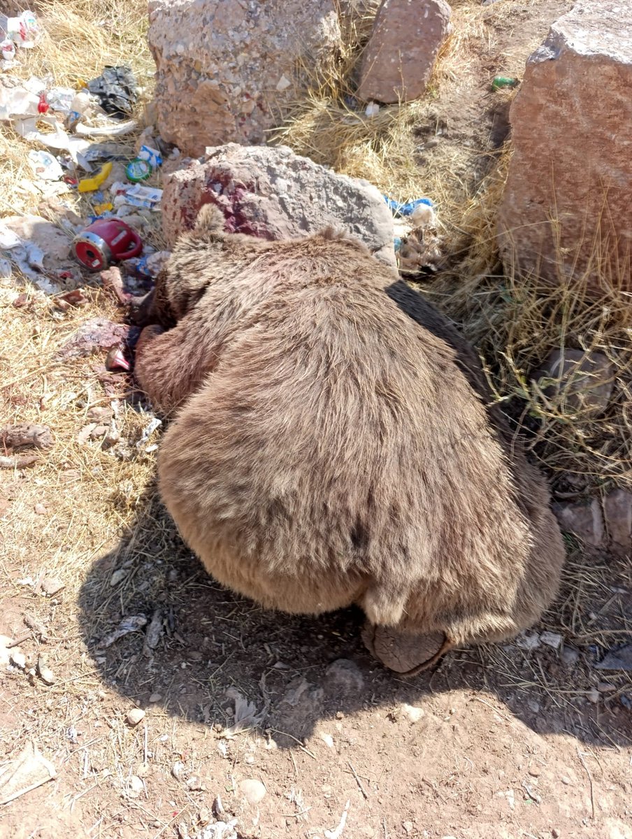 gencinsesi1's tweet photo. Bingöl’de 3 boz ayı ölü bulundu

 BİNGÖL’ün Kiğı ilçesinde çöplükte 3 boz ayı silahla vurulmuş halde ölü bulundu. 

Kiğı ilçesindeki katı atık depolama tesisinde, yiyecek bulmak amacıyla geldikleri değerlendirilen 3 boz ayı ateşli silahla vurulmuş halde ölü bulundu. Ayıların baş ve sırt bölgelerinde kurşun izleri bulunduğu öne sürüldü. Ayıları görüntüleyen Kiğı Online Bilim Kültür Sanat ve Dayanışma Derneği Başkanı Cüneyt Cici, yaban hayvanlarının uzun süredir çöplük alanına geldiğini belirterek, “Burada, doğal yaşamın bir parçası olarak birçok yaban hayvanı yaşıyor. Buradaki ayılar sürekli bu alandan besleniyor. Akşamları da insanlar, hayvanlara zarar vermeden onları izlemeye ve görmeye geliyordu. Son zamanlarda buradaki hayvanların öldürüldüğüne dair söylemler kulağımıza geliyordu ancak buna ihtimal vermemiştik. Ne yazık ki bugün 3 ayının kurşunlanarak öldürüldüğünü gördük. Şu anda bu hayvanlar çöplükte bu şekilde duruyor. Başlarından ve sırtlarından kurşunlandıkları açıkça görülüyor” dedi. 

‘OLAYIN ARAŞTIRILMASINI İSTİYORUZ’
Olayı bilinçli bir şekilde yapıldığını ifade eden Cici, “Burası doğaya ve hayvanlara büyük saygı duyulan bir coğrafya. Ancak dağlarımızdaki dağ keçilerinin, çöplükteki ayıların bu şekilde acımasızca vurularak öldürülmesini kabul etmiyoruz. Burada fotokapanlar vardı. Olayın derhal araştırılmasını ve bunu yapanların mutlaka tespit edilerek cezalandırılmasını istiyoruz. Çünkü bu bölgeye giriş ve çıkışın sağlandığı tek bir yol var. Bu yol da çevreden rahatlıkla görülüp izlenebiliyor. Ayrıca burada silah seslerinin duyulmaması neredeyse imkansız. Bu olayın bilinçli bir şekilde gerçekleştirildiğini düşünüyoruz. Yetkililerden konunun derhal araştırılmasını istiyoruz” diye konuştu. 

Ahmet SAYILIR/BİNGÖL, (DHA)-
GÖRÜNTÜLÜ-FOTOĞRAFLI