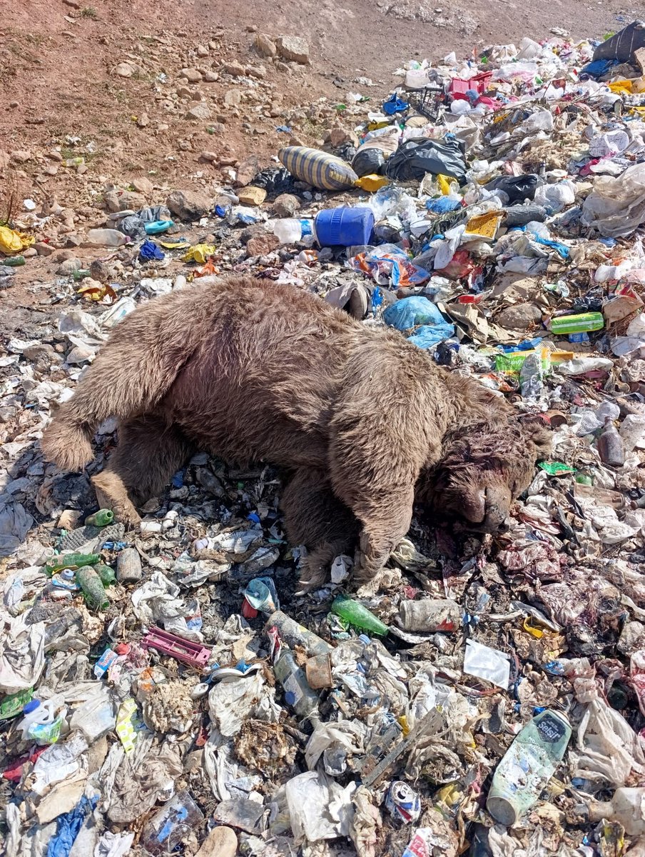 gencinsesi1's tweet photo. Bingöl’de 3 boz ayı ölü bulundu

 BİNGÖL’ün Kiğı ilçesinde çöplükte 3 boz ayı silahla vurulmuş halde ölü bulundu. 

Kiğı ilçesindeki katı atık depolama tesisinde, yiyecek bulmak amacıyla geldikleri değerlendirilen 3 boz ayı ateşli silahla vurulmuş halde ölü bulundu. Ayıların baş ve sırt bölgelerinde kurşun izleri bulunduğu öne sürüldü. Ayıları görüntüleyen Kiğı Online Bilim Kültür Sanat ve Dayanışma Derneği Başkanı Cüneyt Cici, yaban hayvanlarının uzun süredir çöplük alanına geldiğini belirterek, “Burada, doğal yaşamın bir parçası olarak birçok yaban hayvanı yaşıyor. Buradaki ayılar sürekli bu alandan besleniyor. Akşamları da insanlar, hayvanlara zarar vermeden onları izlemeye ve görmeye geliyordu. Son zamanlarda buradaki hayvanların öldürüldüğüne dair söylemler kulağımıza geliyordu ancak buna ihtimal vermemiştik. Ne yazık ki bugün 3 ayının kurşunlanarak öldürüldüğünü gördük. Şu anda bu hayvanlar çöplükte bu şekilde duruyor. Başlarından ve sırtlarından kurşunlandıkları açıkça görülüyor” dedi. 

‘OLAYIN ARAŞTIRILMASINI İSTİYORUZ’
Olayı bilinçli bir şekilde yapıldığını ifade eden Cici, “Burası doğaya ve hayvanlara büyük saygı duyulan bir coğrafya. Ancak dağlarımızdaki dağ keçilerinin, çöplükteki ayıların bu şekilde acımasızca vurularak öldürülmesini kabul etmiyoruz. Burada fotokapanlar vardı. Olayın derhal araştırılmasını ve bunu yapanların mutlaka tespit edilerek cezalandırılmasını istiyoruz. Çünkü bu bölgeye giriş ve çıkışın sağlandığı tek bir yol var. Bu yol da çevreden rahatlıkla görülüp izlenebiliyor. Ayrıca burada silah seslerinin duyulmaması neredeyse imkansız. Bu olayın bilinçli bir şekilde gerçekleştirildiğini düşünüyoruz. Yetkililerden konunun derhal araştırılmasını istiyoruz” diye konuştu. 

Ahmet SAYILIR/BİNGÖL, (DHA)-
GÖRÜNTÜLÜ-FOTOĞRAFLI
