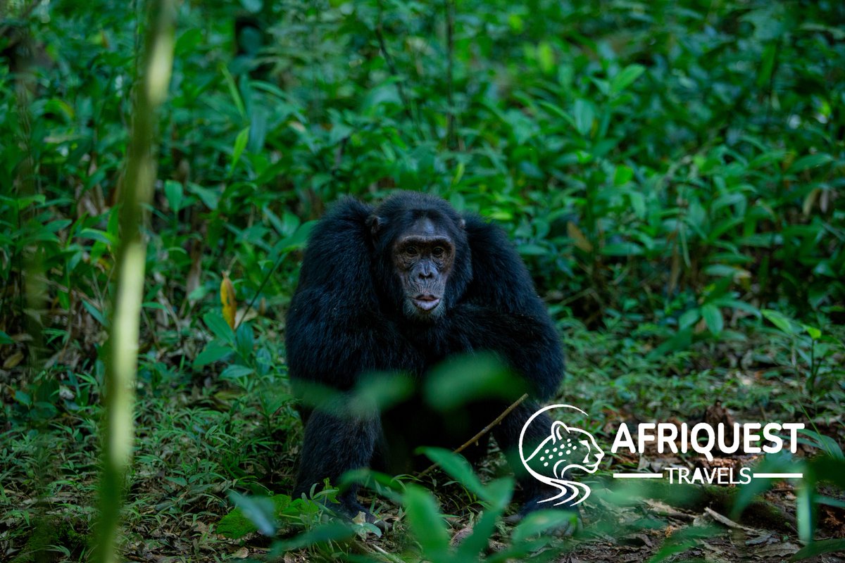 AfriquestUG's tweet photo. Kibale Forest National Park is home to one of Africa’s largest populations of chimpanzees.

Trek through the lush forest for a chance to observe these intelligent primates in their natural habitat.
Chimpanzee trekking in Kibale an unforgettable Ugandan adventure.
#Kibale https://t.co/TBNuma5nbS