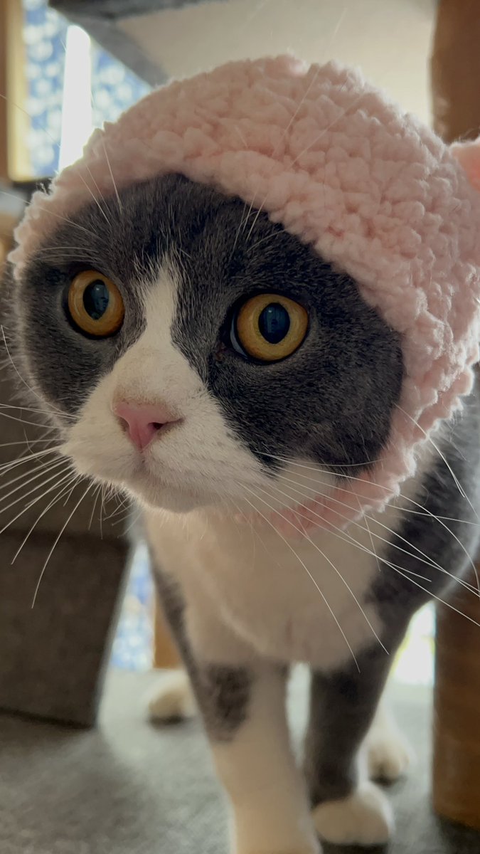 kotehanamugi's tweet photo. そう
#猫 https://t.co/f57pYXtuPF