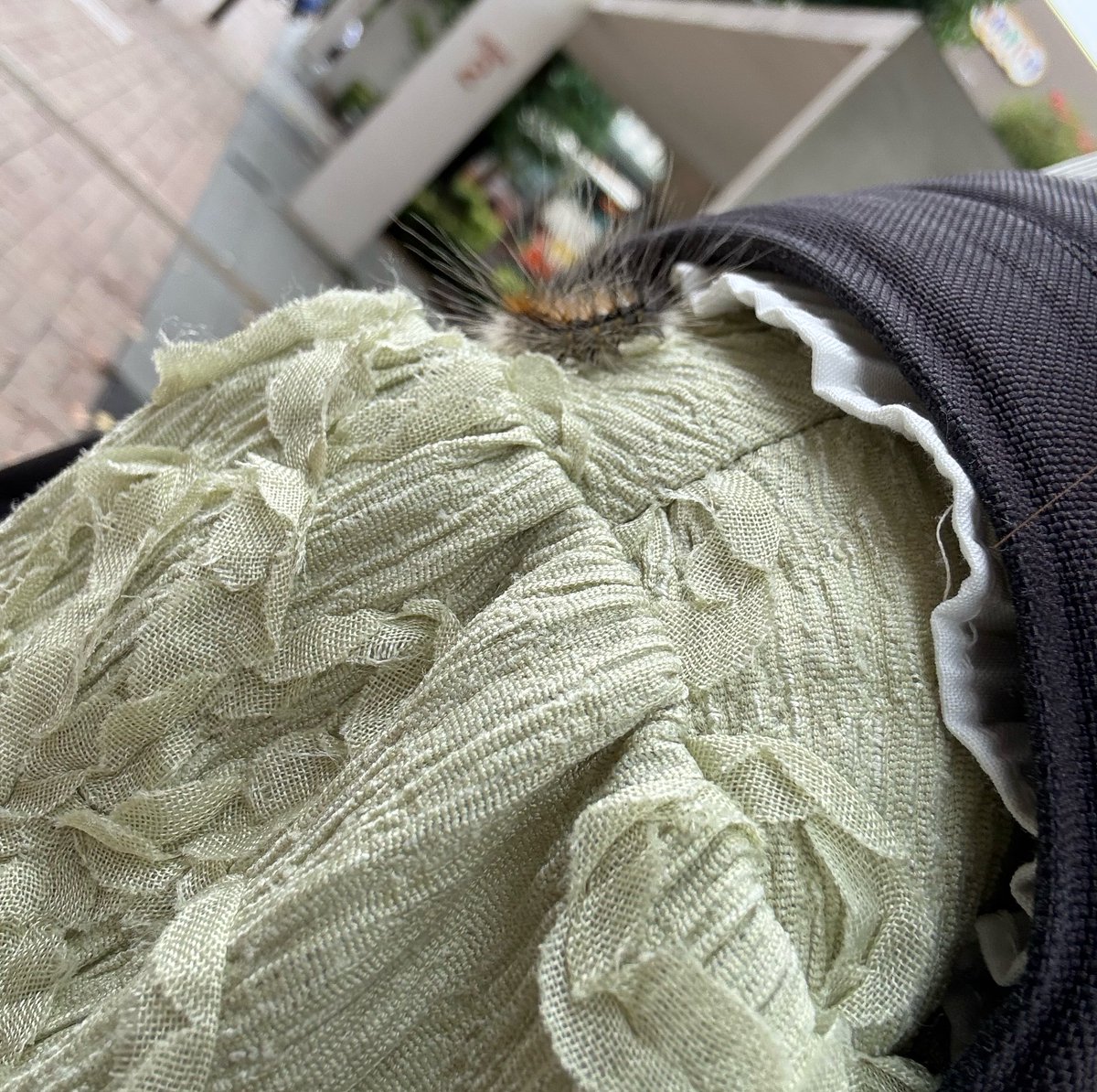 cholin_kani's tweet photo. 朝、歩いてたらこれが頭上からボテっと落ちてきたからビビったよね https://t.co/vc2751trco
