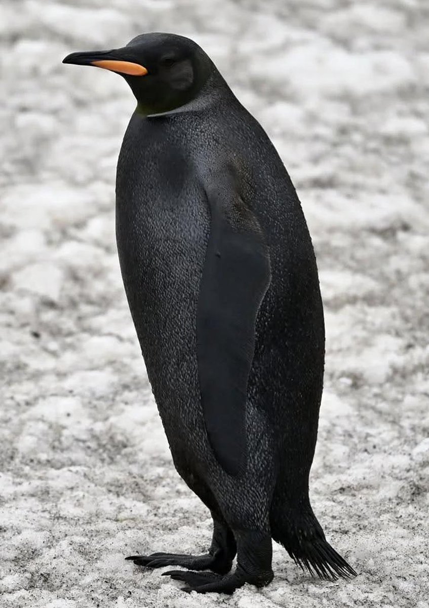 interesting_aIl's tweet photo. A completely black king penguin, one of the rarest colour mutations ever seen in the wild, was photographed among a colony on South Georgia Island

Partial melanism is thought to affect around 1 in 250,000 penguins, and a fully black one is even rarer https://t.co/1cNZ9CuCHi