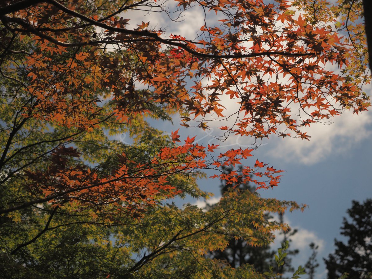 VERISUKE0805's tweet photo. Autumn in a  religious town in Japan https://t.co/XbxO5tzNN1