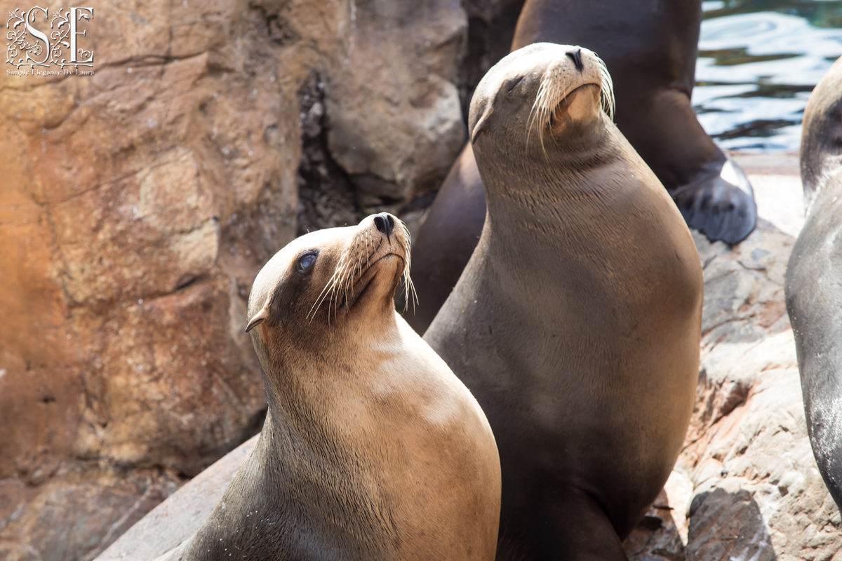 1000HolyPlaces's tweet photo. Look at these two -- shamelessly vying for attention and begging to be fed first. LOL

I absolutely love sea lions, they are so dang cute! https://t.co/QnV7ERTlAb