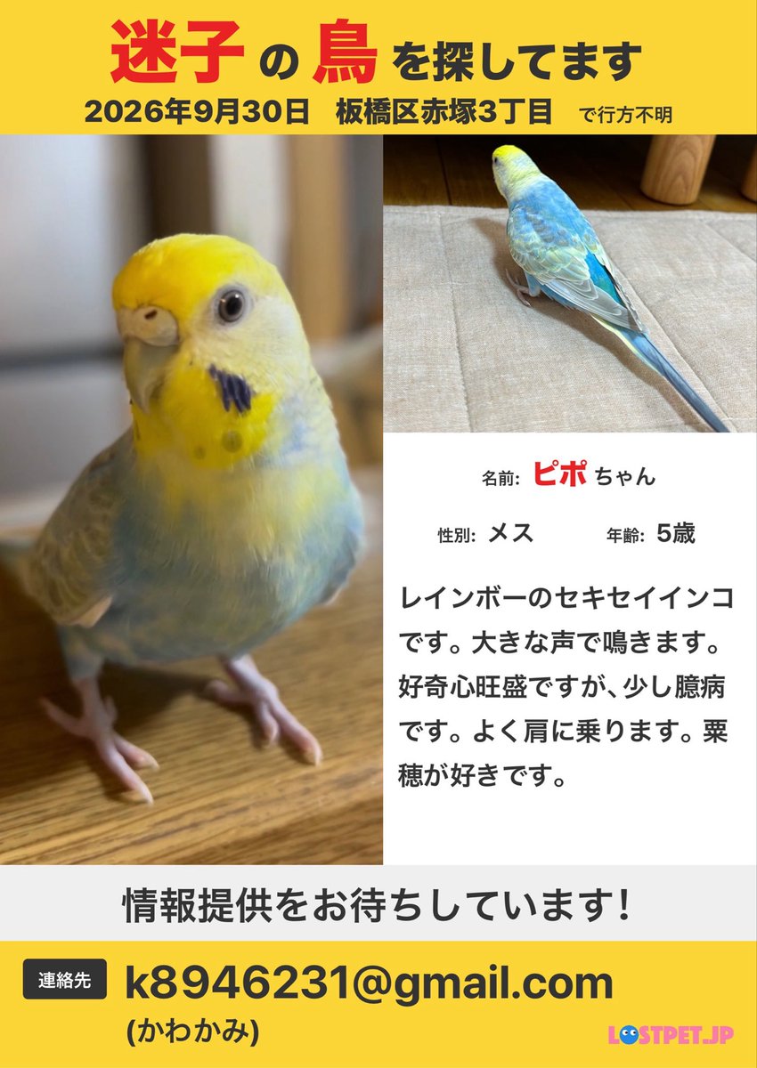 CW2kZHay3I76647's tweet photo. 迷子のセキセイインコを探しています。
名前:ピポ
日時:2026年9月30日午前８時頃
場所:東京都板橋区赤塚３丁目付近
近隣にお住まいの方、お心当たりのある方どんな情報でも構いません。
DMやメールにてご連絡いただけますと幸いです。
#迷い鳥 #迷子鳥 #板橋区 #赤塚 #成増 #高島平 #練馬区 #和光市 https://t.co/iGrWW6EGhX