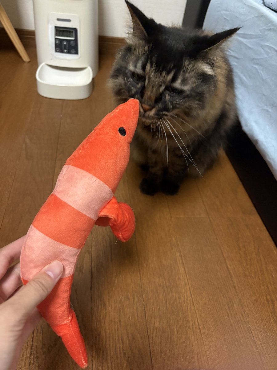 USAGI072900's tweet photo. エビと遊んであげて！
綺麗なエビよ🦐

#猫
#猫好きさんとつながりたい 
#猫好きな人と繋がりたい 
#猫がいる幸せ 
#猫好きな人と繋がりたい 
#猫と暮らす生活 
#猫のいる幸せ𓏲𓎨 https://t.co/1fwnVPZbSt