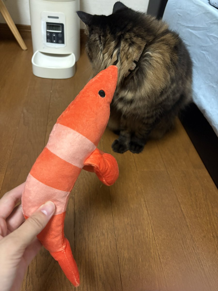 USAGI072900's tweet photo. エビと遊んであげて！
綺麗なエビよ🦐

#猫
#猫好きさんとつながりたい 
#猫好きな人と繋がりたい 
#猫がいる幸せ 
#猫好きな人と繋がりたい 
#猫と暮らす生活 
#猫のいる幸せ𓏲𓎨 https://t.co/1fwnVPZbSt