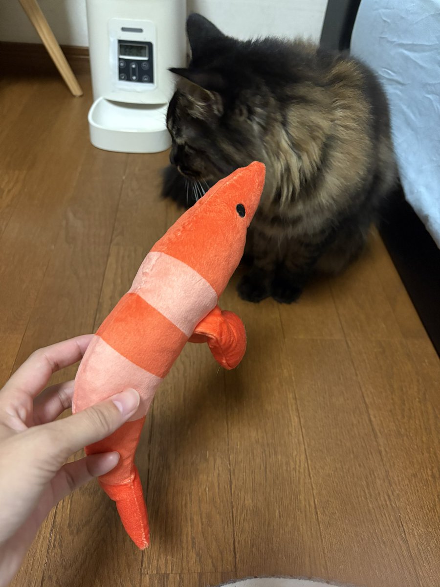 USAGI072900's tweet photo. エビと遊んであげて！
綺麗なエビよ🦐

#猫
#猫好きさんとつながりたい 
#猫好きな人と繋がりたい 
#猫がいる幸せ 
#猫好きな人と繋がりたい 
#猫と暮らす生活 
#猫のいる幸せ𓏲𓎨 https://t.co/1fwnVPZbSt