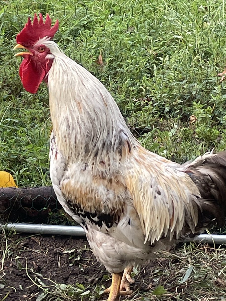PoorChicken88's tweet photo. @Skalpskinner @YKN0H I ask people if they wanna come over and see my big white cock!! Lol https://t.co/DVhVIECsYV