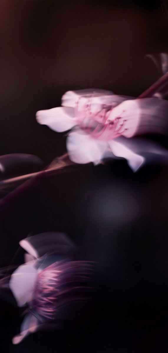 Eryth_Studio's tweet photo. Petals and truth 🌸
High res link in bio https://t.co/0T1Kv2Qz0H