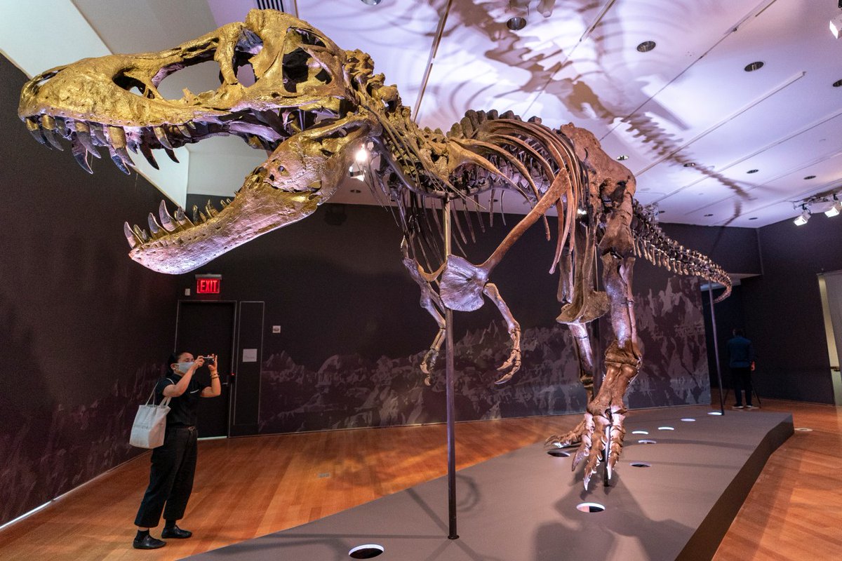 TampaHoy's tweet photo. ¿Podría un humano escapar de un T. rex? Nuevas pruebas ofrecen una respuesta https://t.co/2XC74e3Sjo