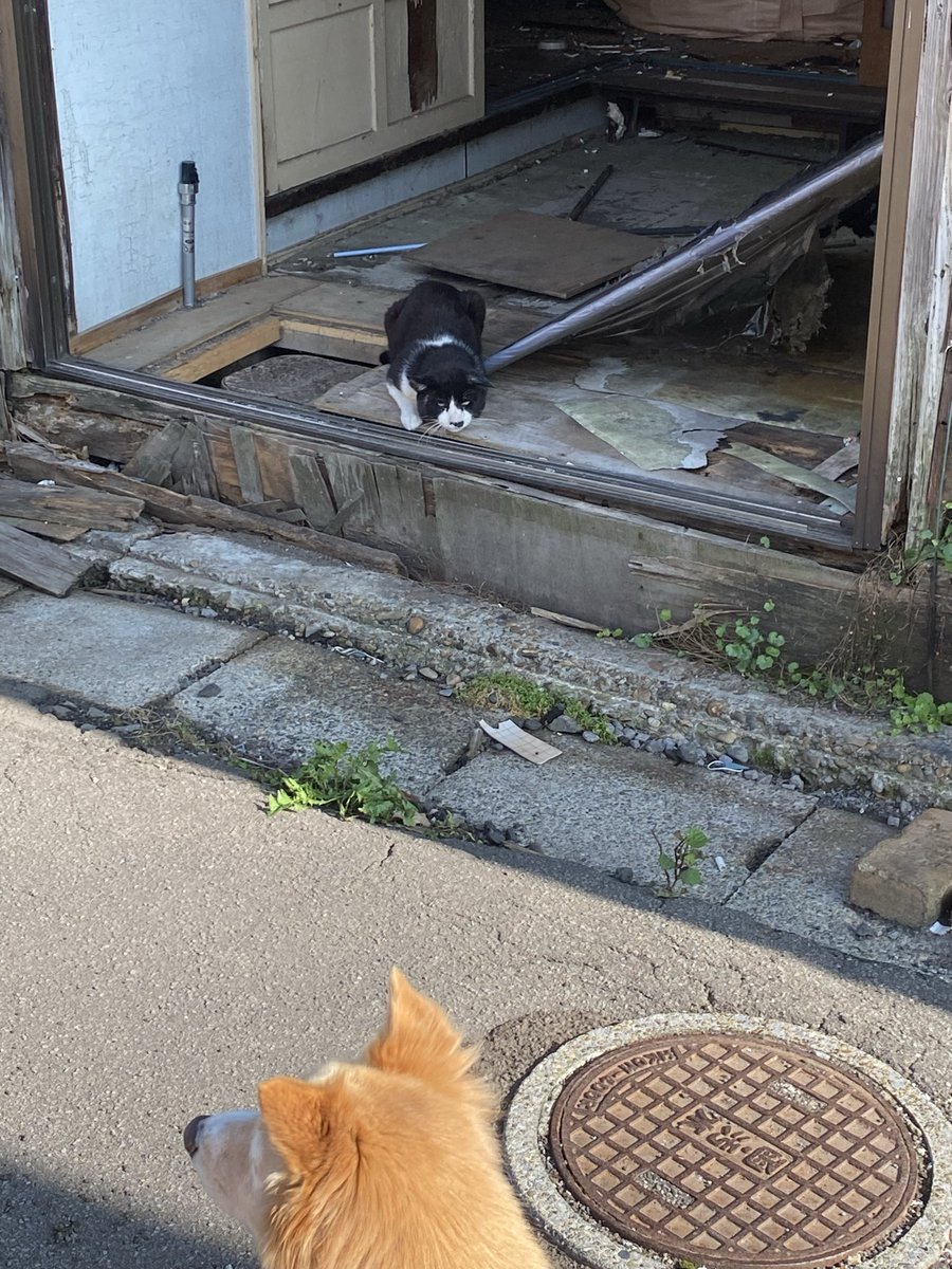 tetsu_tochi's tweet photo. ボス爺がこんな表情するようになった。
肉もついて丸くなってきた。
良かった。
もう外には行かないよ。 https://t.co/fFLWOHkCOt