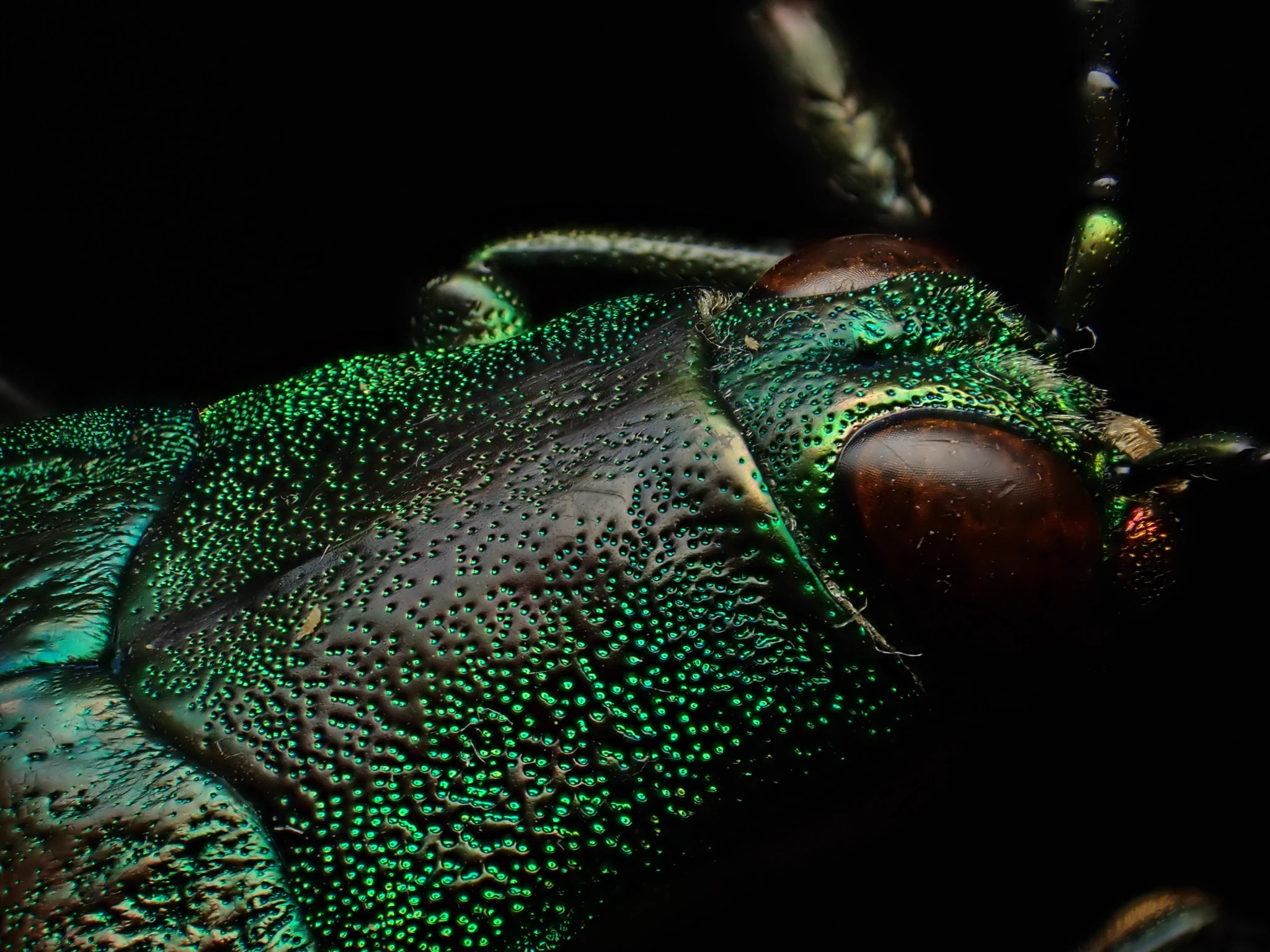 Damaster & Carabus (@DamasterCarabus) / X