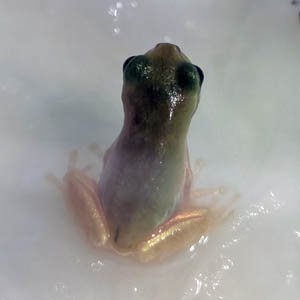 frogschool tweet picture