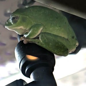 frogschool tweet picture