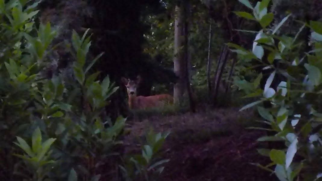 FedeScipio's tweet photo. @ElsaGalanti Questo capriolo me lo trovai nel giardino di casa a luglio 2014, giovane abbastanza da avvicinarsi anche troppo incuriosito e senza alcuna fretta 😍 https://t.co/4d6sWr1oxa