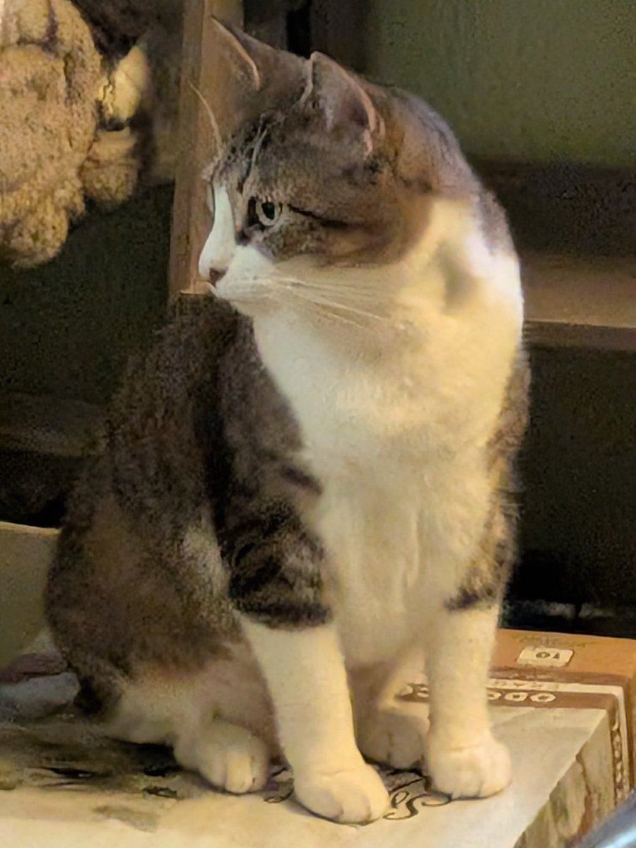 jbruorton21's tweet photo. OC here .. have a great #wontlookwednesday friends ๐ธ
#calicocrew
#catsoftwitter
#chilltent https://t.co/XDuKf6pMHy