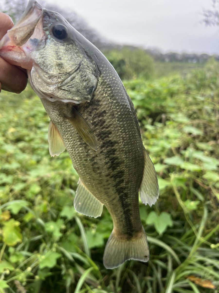CC58027574's tweet photo. びん沼釣行

カバー撃ちにて早速ヒットするも
抜き上げ時にフックアウト🥲
その後2本キャッチ(30前後)

カバーにタイト付いた魚
シルエットがはっきり出るカラーが
反応良かったです。 https://t.co/TfMsJ5Ucuf