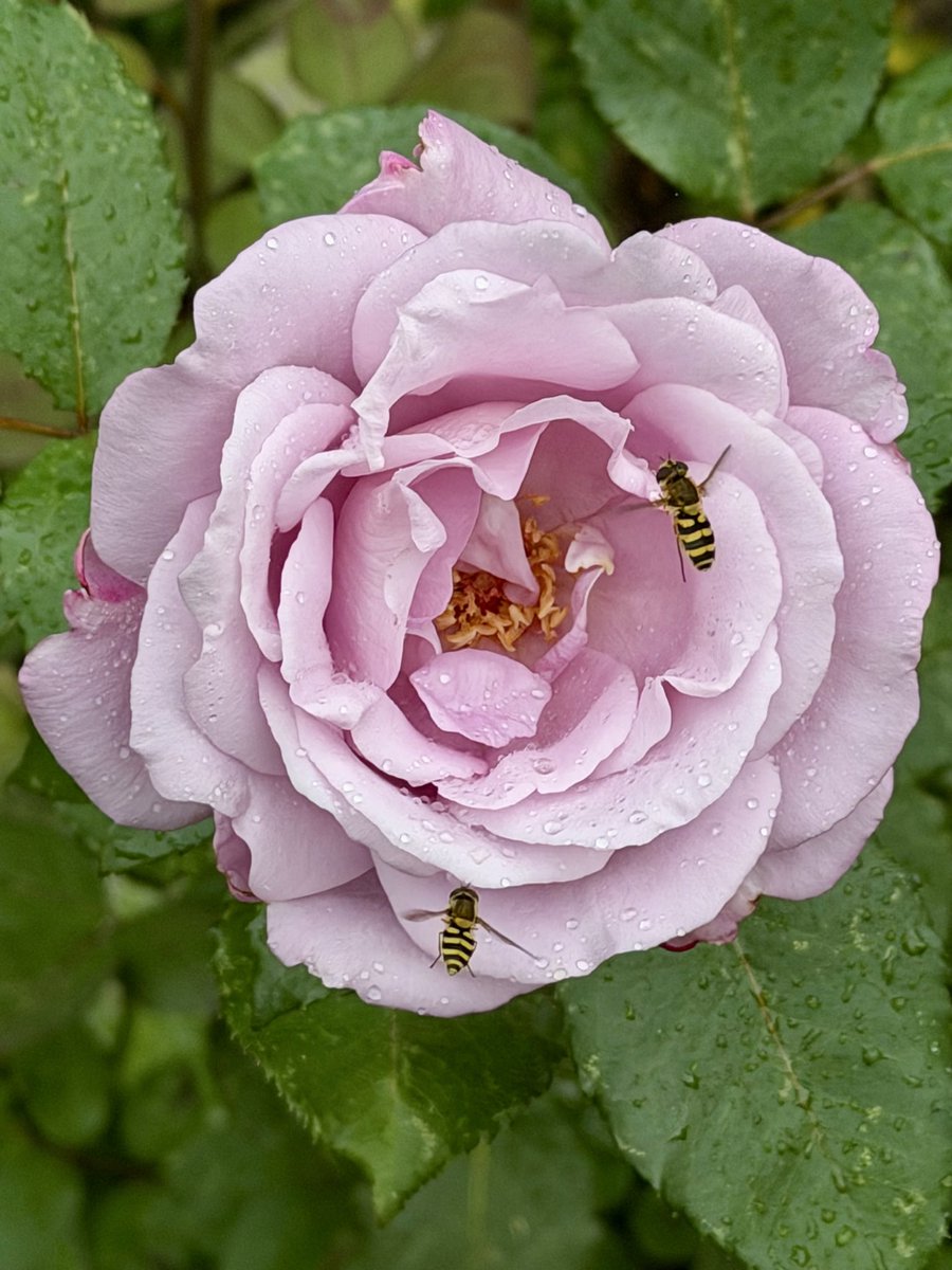 RushforthMike's tweet photo. It looks like autumn outside, the calendar says it is but the thermometer isn’t so sure, even the rain feels like a summer shower. I’m not complaining :) Happy #RoseWednesday everyone. https://t.co/uaVlYuhSog