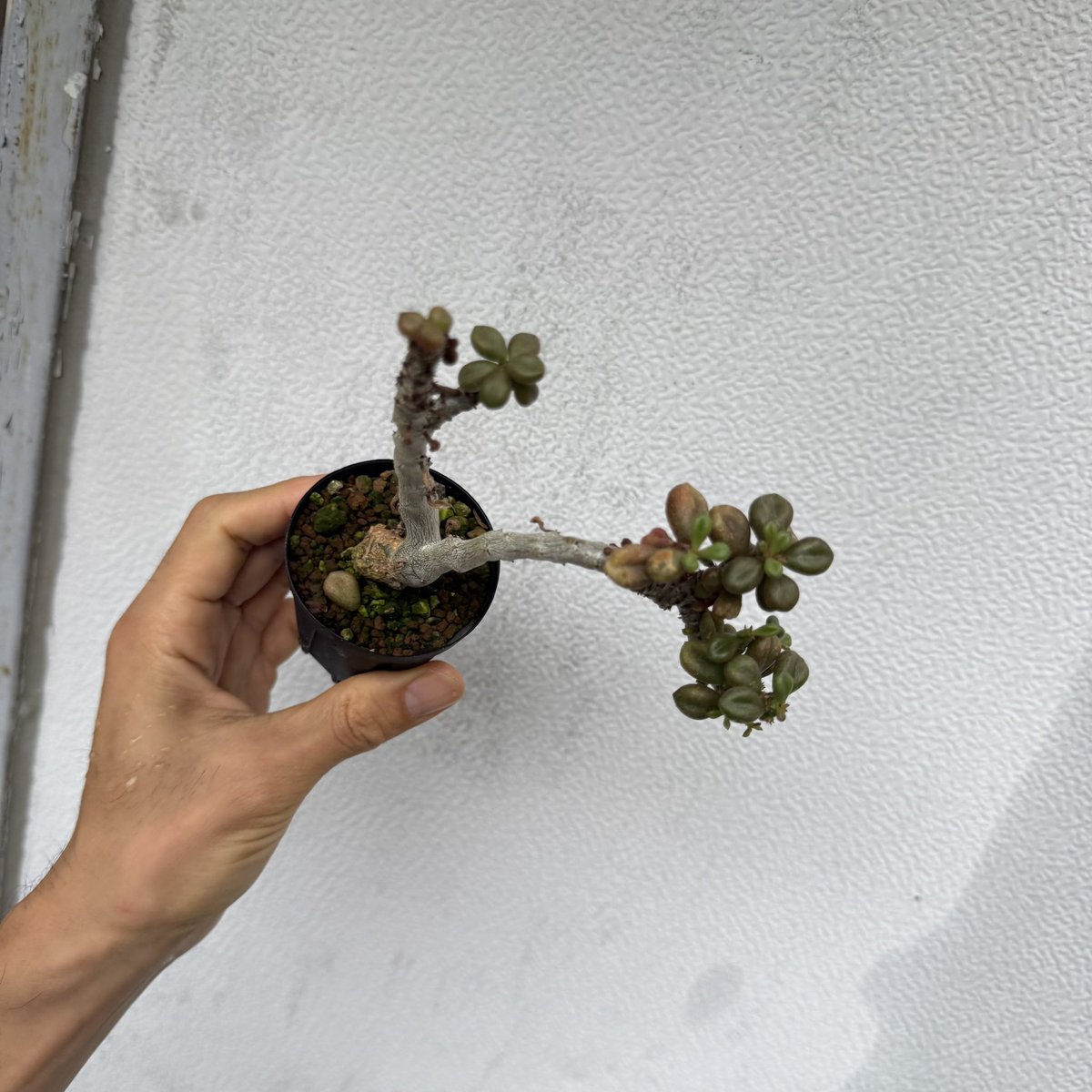 awn_plants's tweet photo. 実生6年か。あまり増やされてなさそうやけど良いチレコ。盆栽みたいに作りこんだらめちゃくちゃかっこよくなります◎
#awn_tylecodon_aridimontanus 
#tylecodon #チレコドン
#tylecodonaridimontanus 

10/2–3 ON THE PLANTS（福岡）
10/31–11/1 BOTANICBOMB
11/28 京都みどりのマルシェ番外編 https://t.co/WcUrEhHR0P