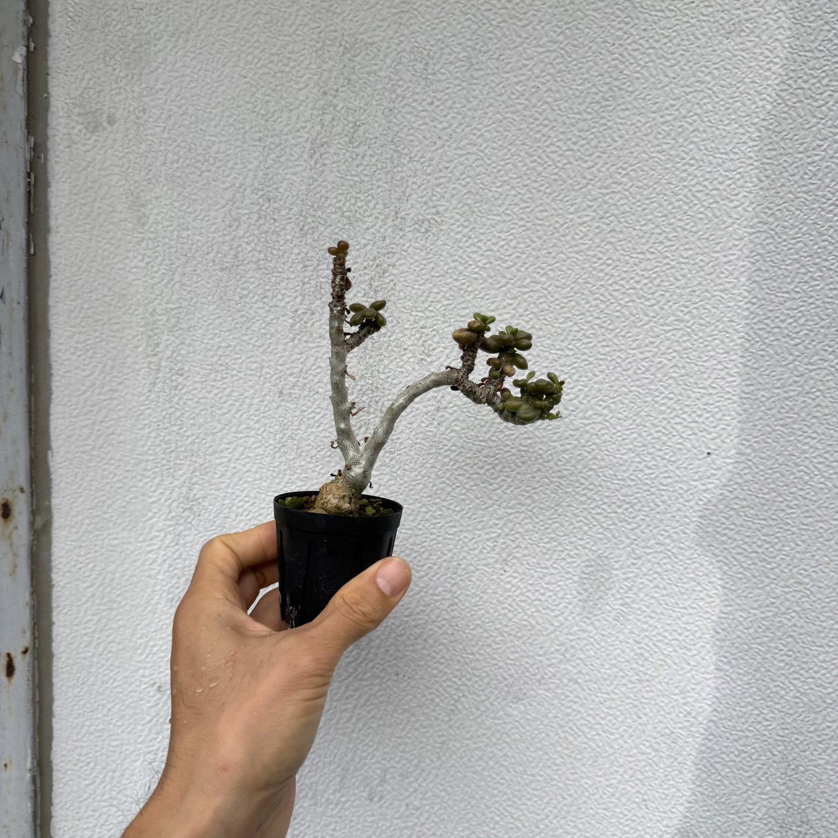 awn_plants's tweet photo. 実生6年か。あまり増やされてなさそうやけど良いチレコ。盆栽みたいに作りこんだらめちゃくちゃかっこよくなります◎
#awn_tylecodon_aridimontanus 
#tylecodon #チレコドン
#tylecodonaridimontanus 

10/2–3 ON THE PLANTS（福岡）
10/31–11/1 BOTANICBOMB
11/28 京都みどりのマルシェ番外編 https://t.co/WcUrEhHR0P
