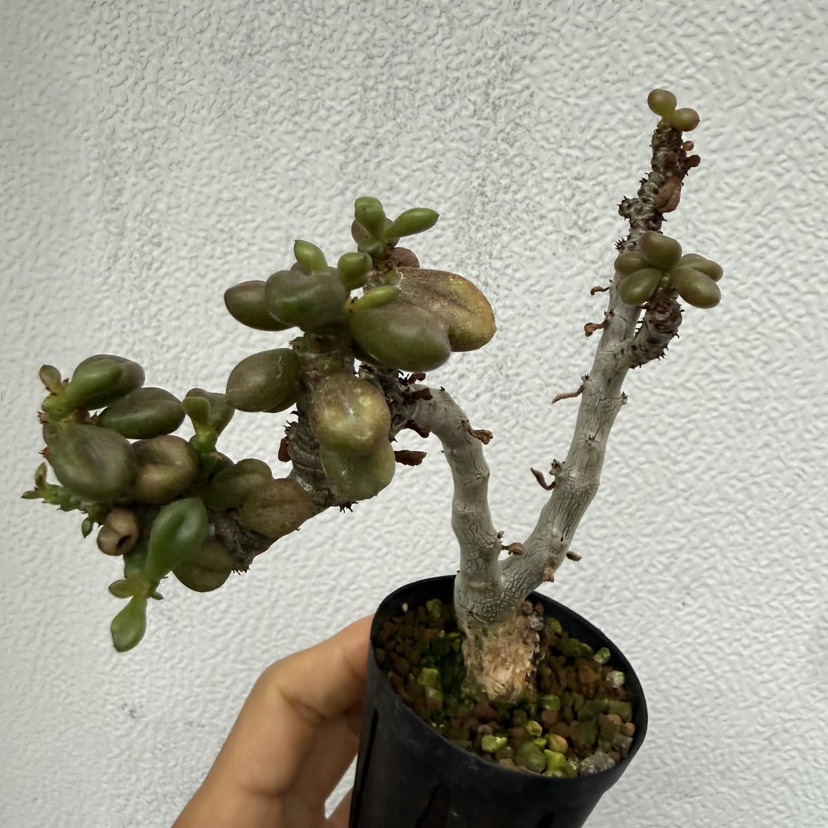 awn_plants's tweet photo. 実生6年か。あまり増やされてなさそうやけど良いチレコ。盆栽みたいに作りこんだらめちゃくちゃかっこよくなります◎
#awn_tylecodon_aridimontanus 
#tylecodon #チレコドン
#tylecodonaridimontanus 

10/2–3 ON THE PLANTS（福岡）
10/31–11/1 BOTANICBOMB
11/28 京都みどりのマルシェ番外編 https://t.co/WcUrEhHR0P