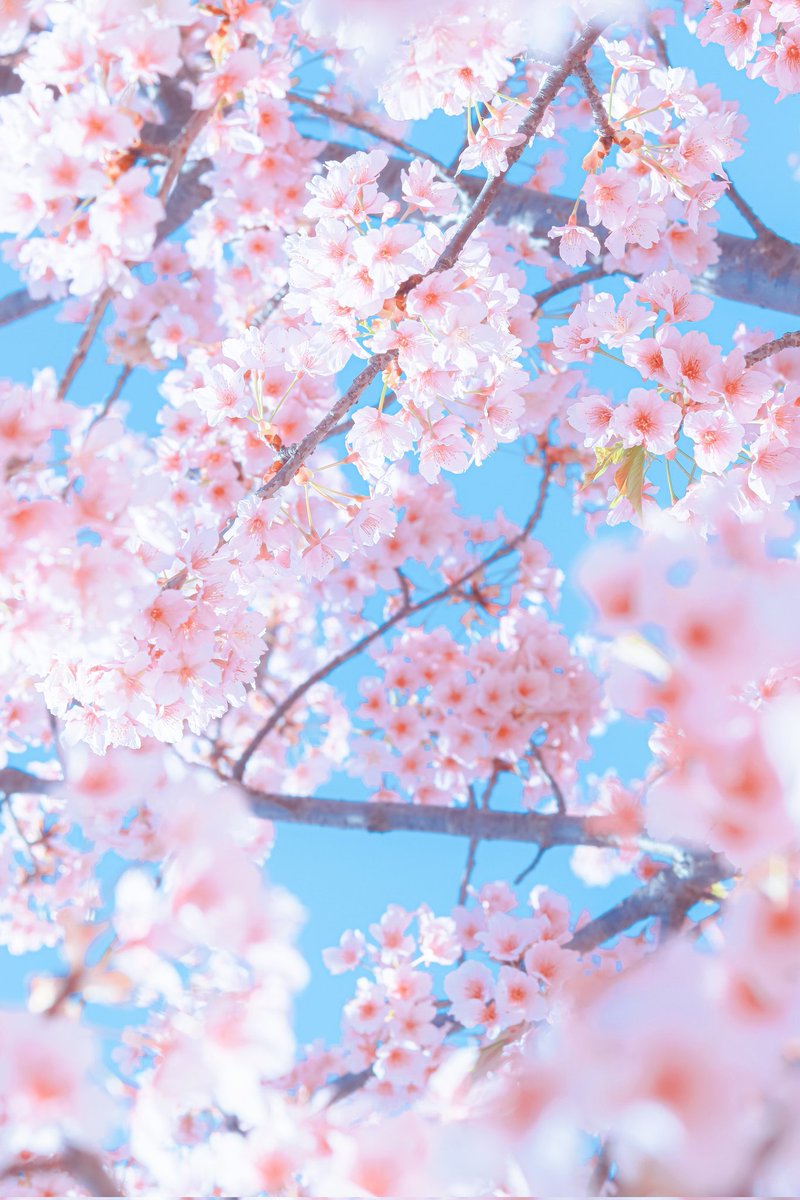 Sorani___Ao's tweet photo. 季節は彩りを変えながら巡っていく。 https://t.co/ezQlEtXYkl