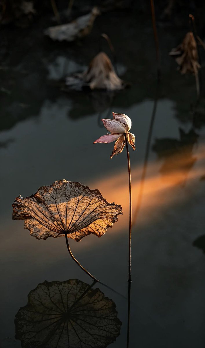 weidaowu's tweet photo. A ray of light breathes soul into withered lotus.#WitheredLotus #AutumnEquinox https://t.co/FVF9NiJZ2u