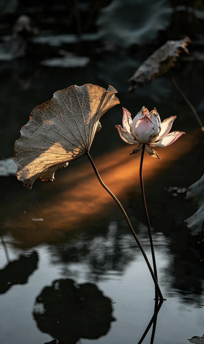 weidaowu's tweet photo. A ray of light breathes soul into withered lotus.#WitheredLotus #AutumnEquinox https://t.co/FVF9NiJZ2u