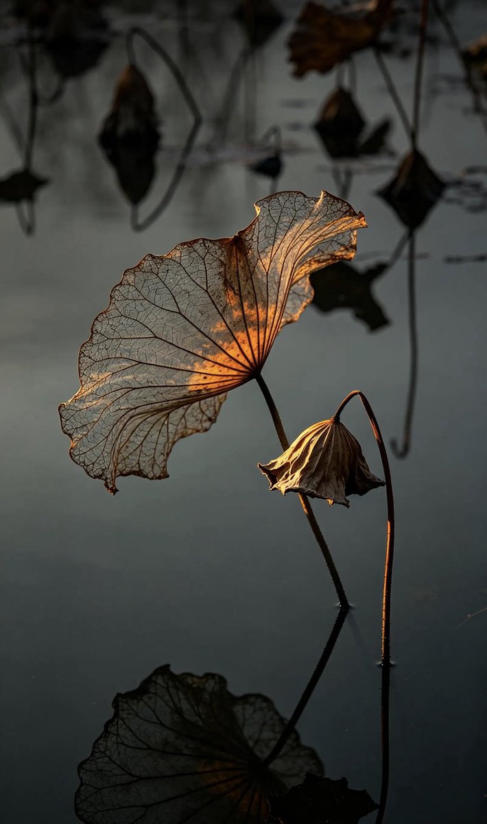 weidaowu's tweet photo. A ray of light breathes soul into withered lotus.#WitheredLotus #AutumnEquinox https://t.co/FVF9NiJZ2u