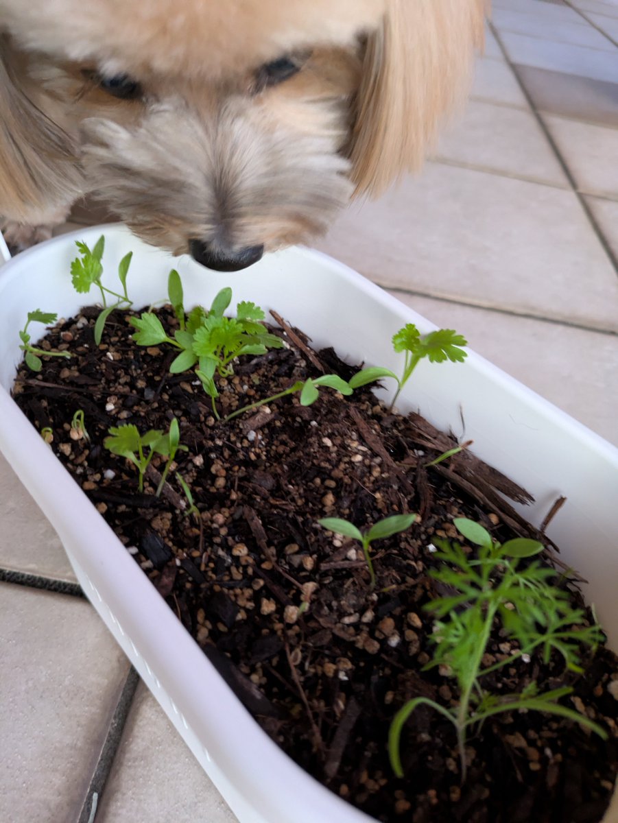 5ooc_rumico's tweet photo. パクチーとディル🌱順調に育ってるワン🐶 #ベランダ菜園 https://t.co/XX6vDfM8Z6