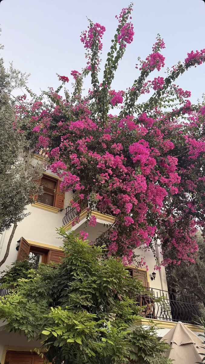 Orhanlale's tweet photo. Her köşesi ayrı bir hikaye, her dalı ayrı bir renk. 
Hayat, begonviller kadar canlı ve coşkulu olsun. https://t.co/SbW0PELCsj