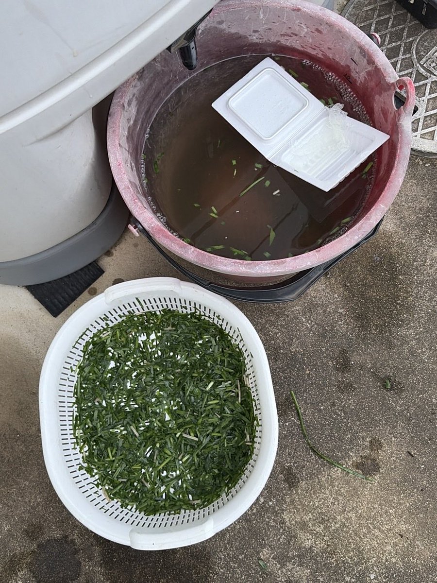 kacchan810's tweet photo. みかんの木に最高の秋肥を仕込みました。

庭のニラ100gを4時間漬けた特製ニラ汁に、納豆水、さらに穀物酢と砂糖10gを贅沢にドッキング。みかんの枝下に深さ15cmの溝を掘り、EMぼかし・鶏糞とともに出がらしニラを敷き詰め、ひしゃくで豪快に特製液を流し込みました。

#家庭菜園  #みかん #カーメン君 https://t.co/saaCV8L5tP