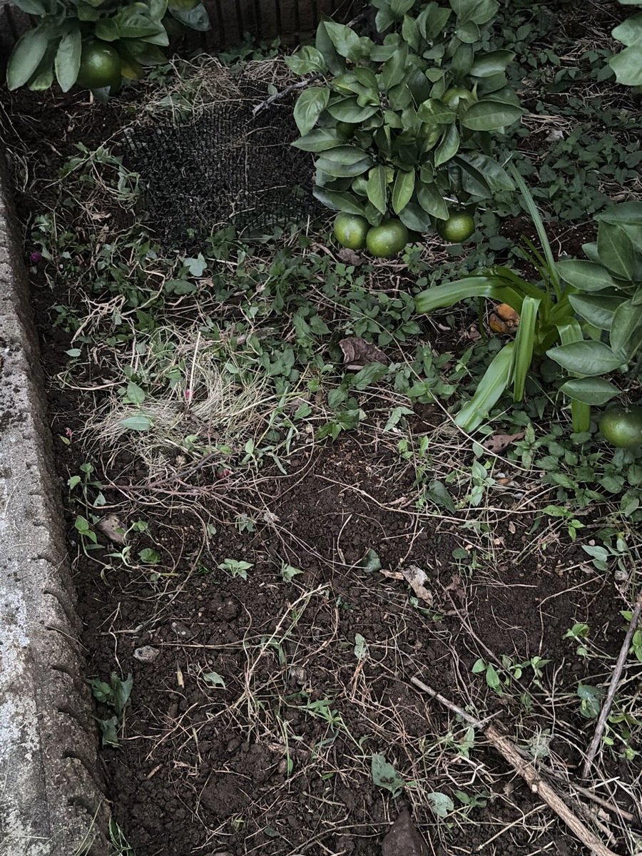 kacchan810's tweet photo. みかんの木に最高の秋肥を仕込みました。

庭のニラ100gを4時間漬けた特製ニラ汁に、納豆水、さらに穀物酢と砂糖10gを贅沢にドッキング。みかんの枝下に深さ15cmの溝を掘り、EMぼかし・鶏糞とともに出がらしニラを敷き詰め、ひしゃくで豪快に特製液を流し込みました。

#家庭菜園  #みかん #カーメン君 https://t.co/saaCV8L5tP