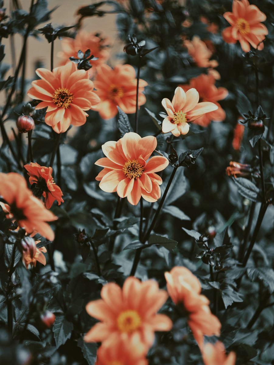 noco3n_com's tweet photo. FUJIFILM X-T10 https://t.co/4Ttm0FrnBk