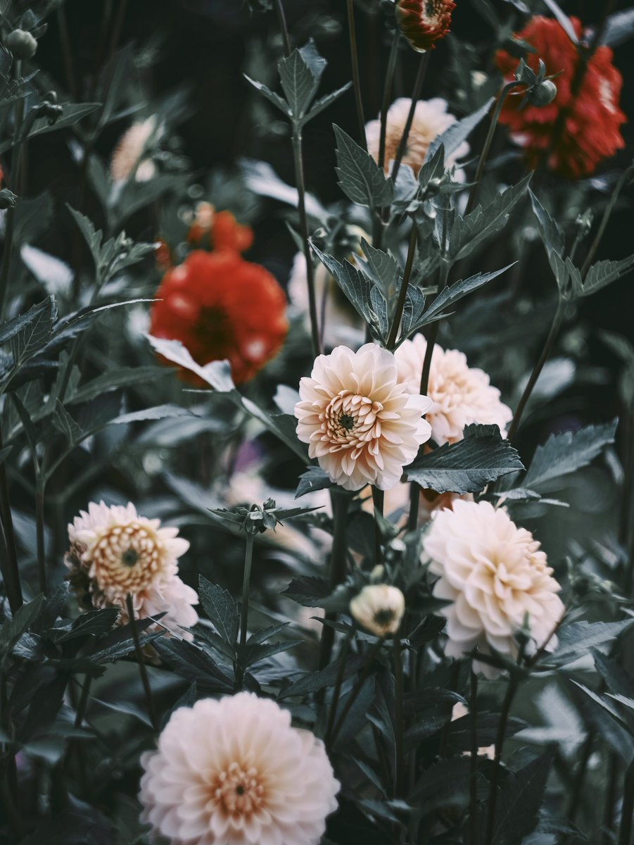 noco3n_com's tweet photo. FUJIFILM X-T10 https://t.co/4Ttm0FrnBk