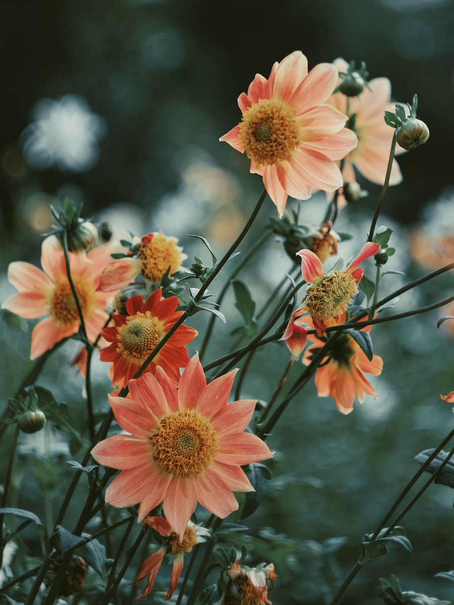 noco3n_com's tweet photo. FUJIFILM X-T10 https://t.co/4Ttm0FrnBk